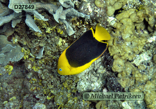 Rock Beauty (Holacanthus tricolor)